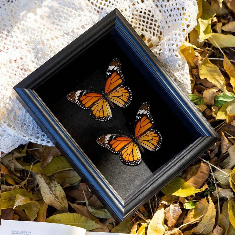 Dekorativer Botanischer Schattenrahmen