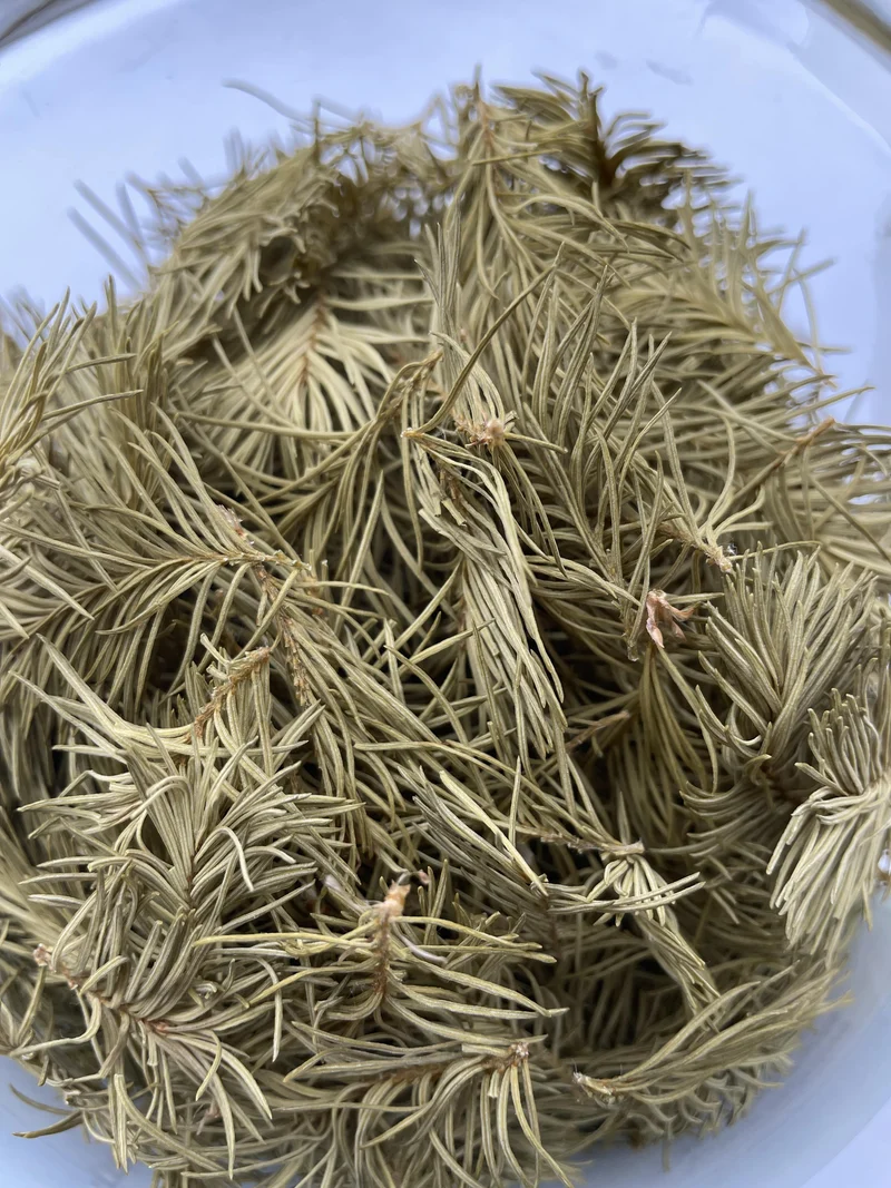 Balsam fir herbal tea