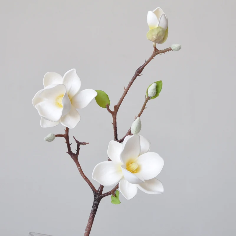 Magnificent Seident magnolia blumenstiel