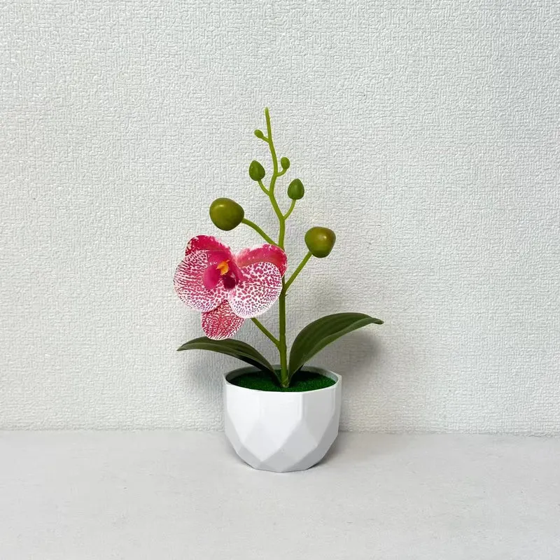 Orchideenpflanzenarrangement