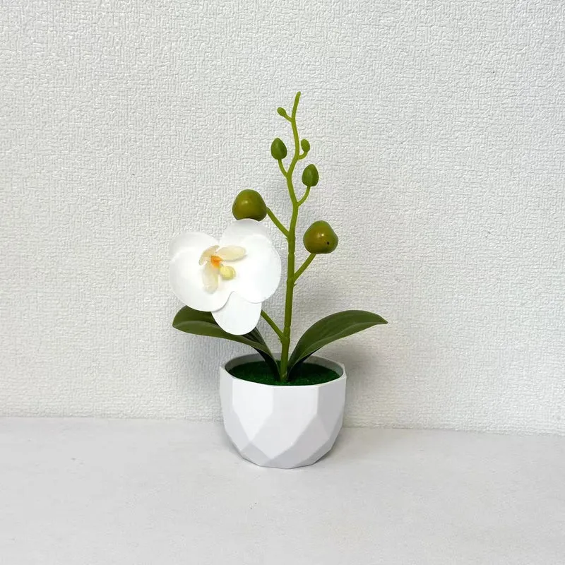 Orchideenpflanzenarrangement