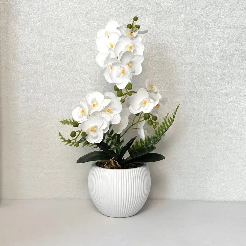 Dekorative Orchideenpflanze für dekorative Wohnraumgestaltung