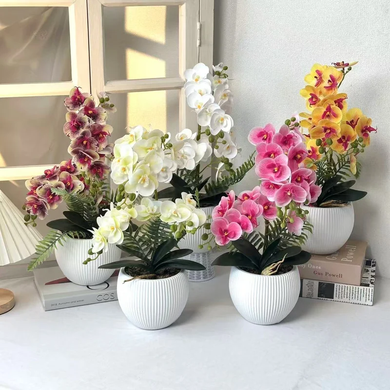 Dekorative Orchideenpflanze für dekorative Wohnraumgestaltung