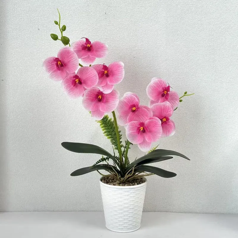 Dekorative Orchideenpflanze für die Inneneinrichtung