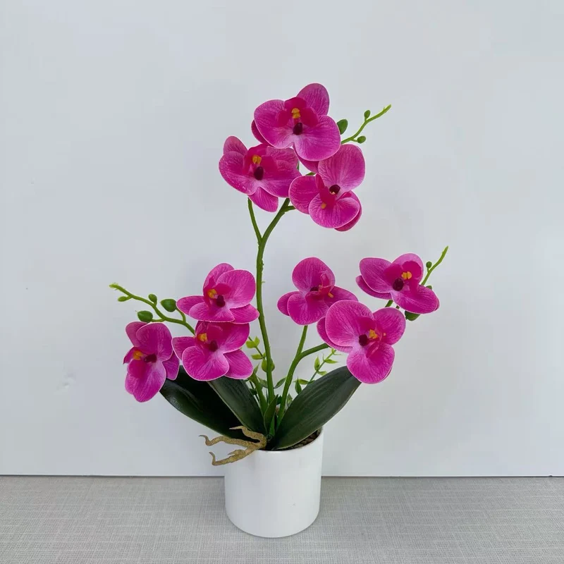 Dekorative Orchidee für die Wohnkulturanzeige