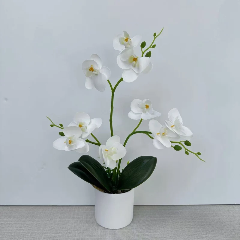 Dekorative Orchidee für die Wohnkulturanzeige