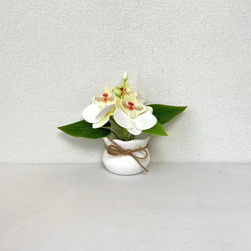 Dekorative Miniatur-Orchideen-Arrangement