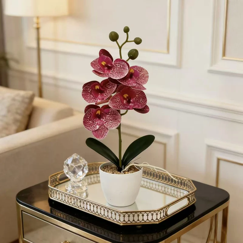 Elegante dekorative Orchideenpflanze für die Inneneinrichtung