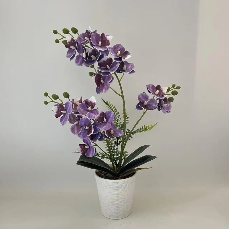 Elegante dekorative Orchideenpflanzenarrangement für die Heimdekoration