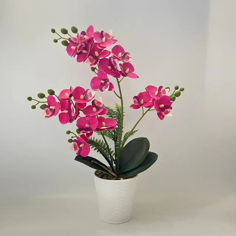 Elegante dekorative Orchideenpflanzenarrangement für die Heimdekoration