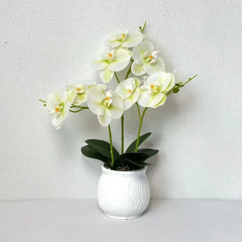 Elegante Orchideen Blumen Display