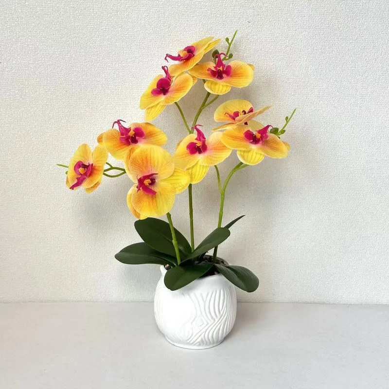 Elegante Orchideen Blumen Display