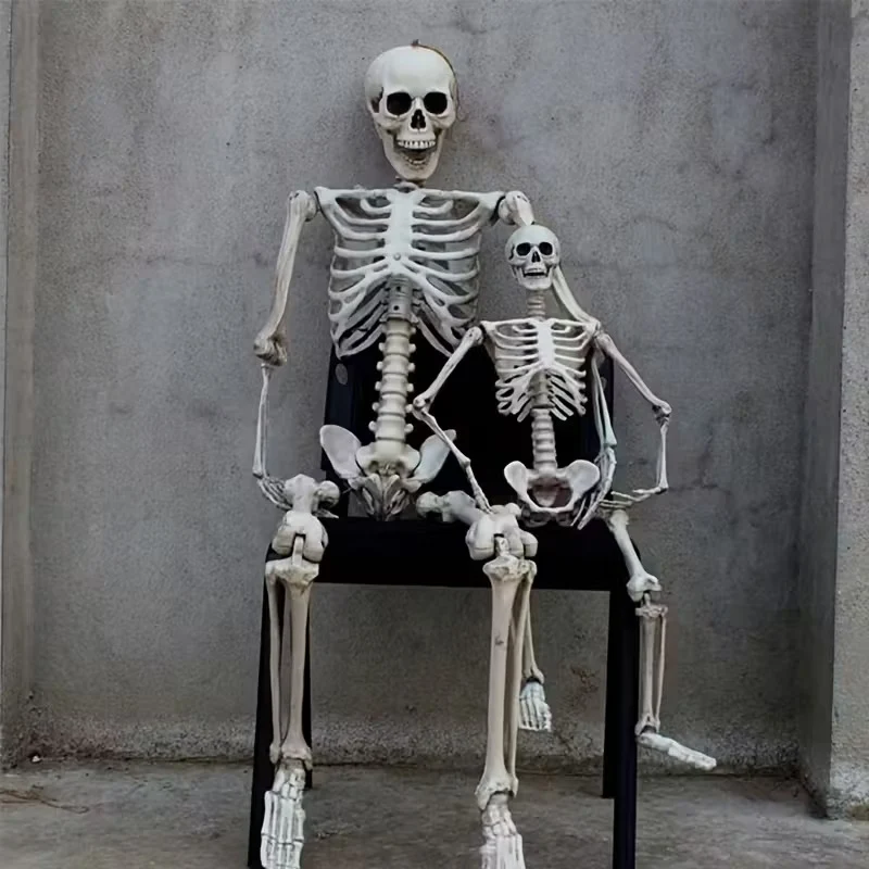 Anatomisches Skelettmodell