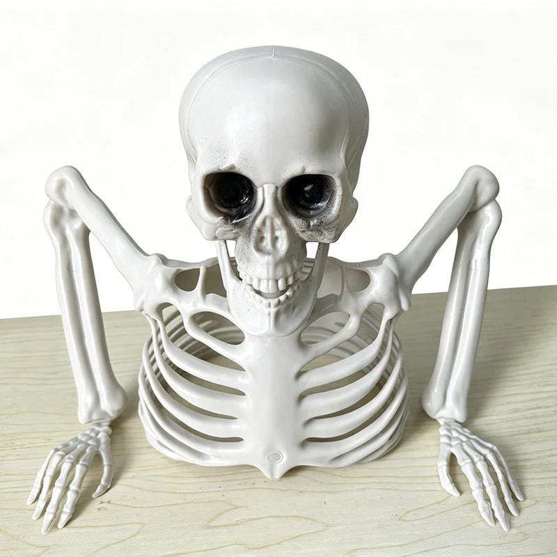 Anatomisches Skelettmodell