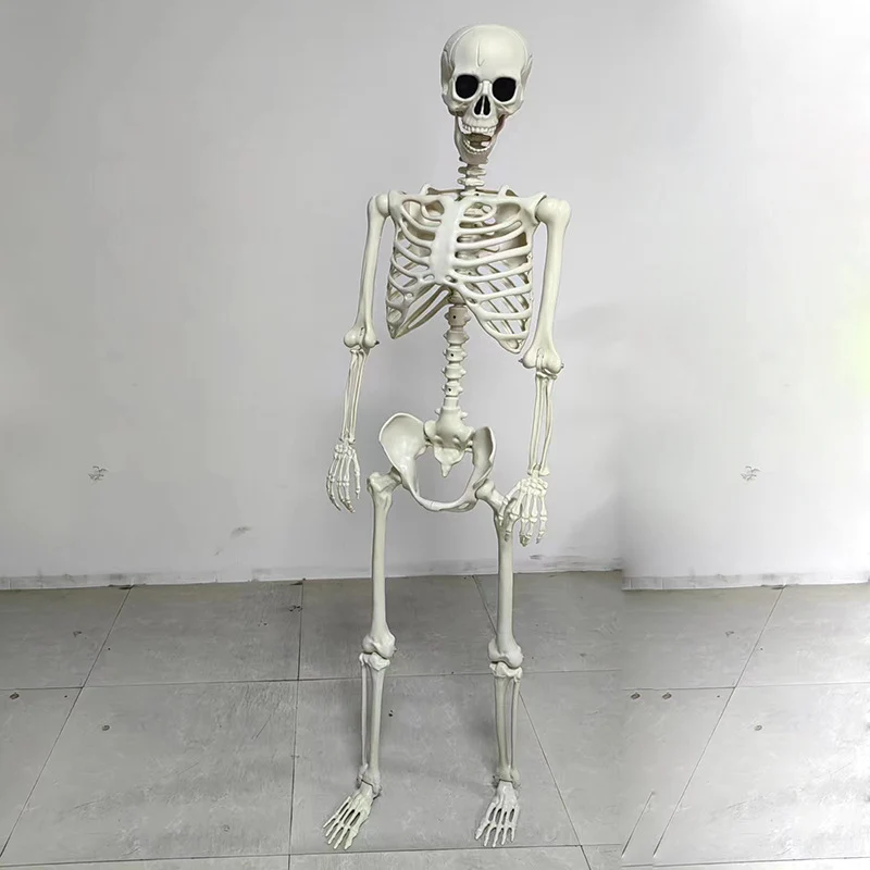Anatomisches Sch‍ädelmodell