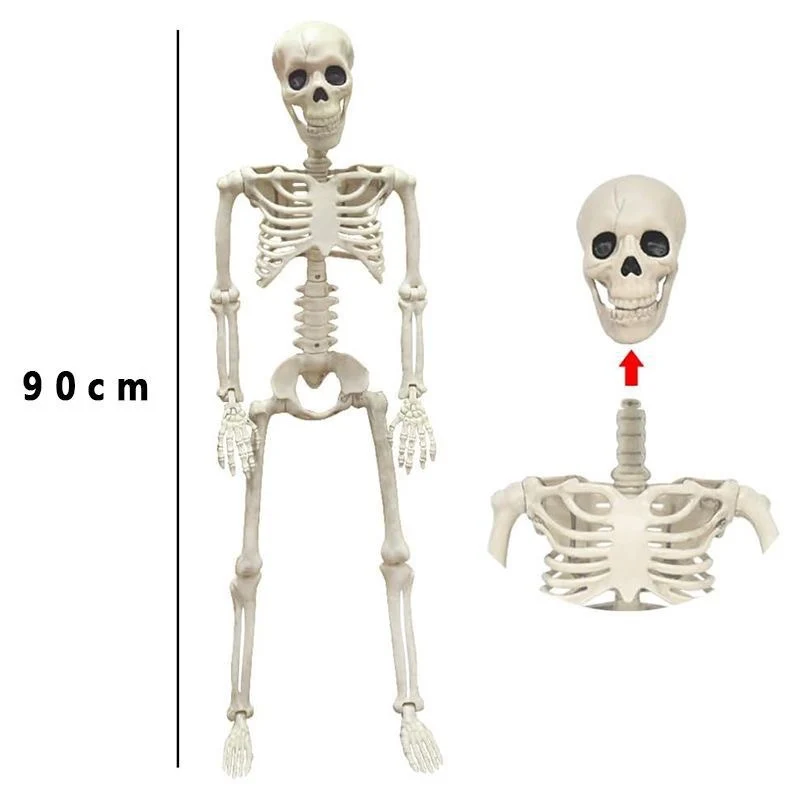 Anatomisches Lehrskelett