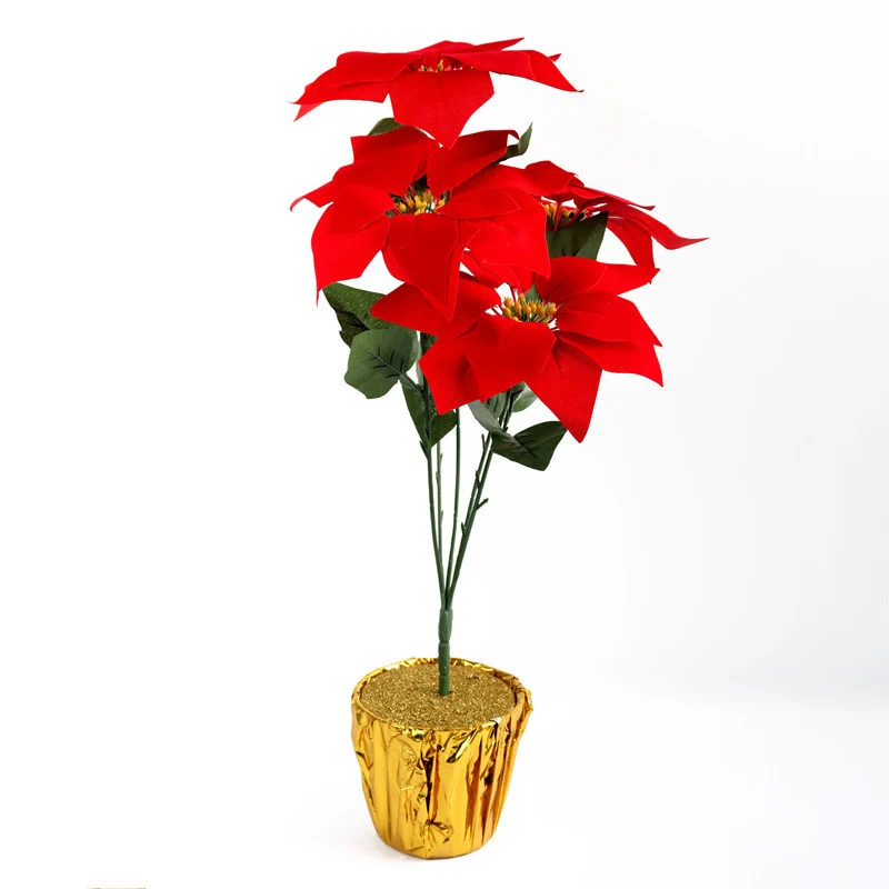 Dekorative Weihnachtsstern Pflanzeneinordnung Karnz