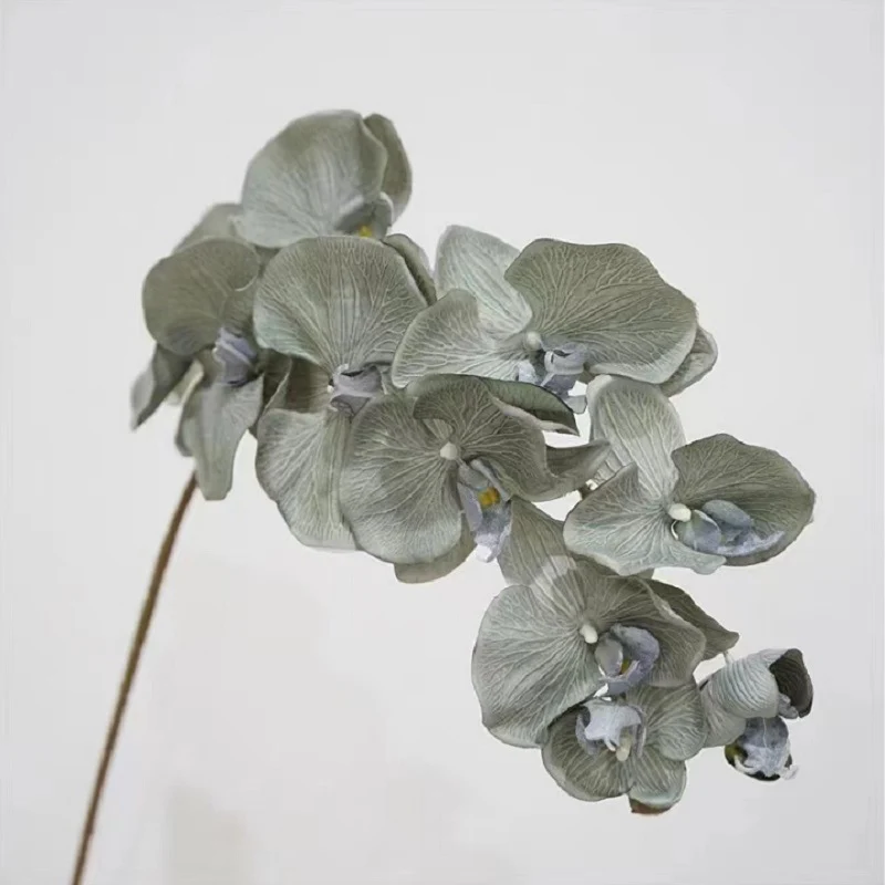 Elegante Orchidee Stiel