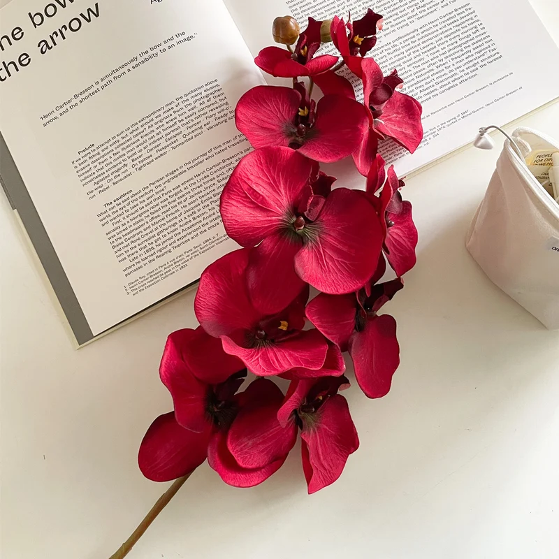 Elegante Orchidee Stiel