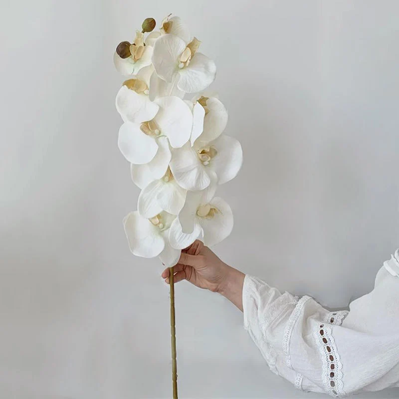 Elegante Orchidee Stiel