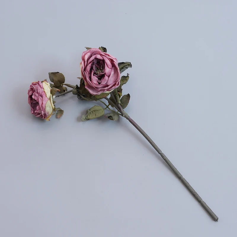 Elegante getrocknete botanische Stiele